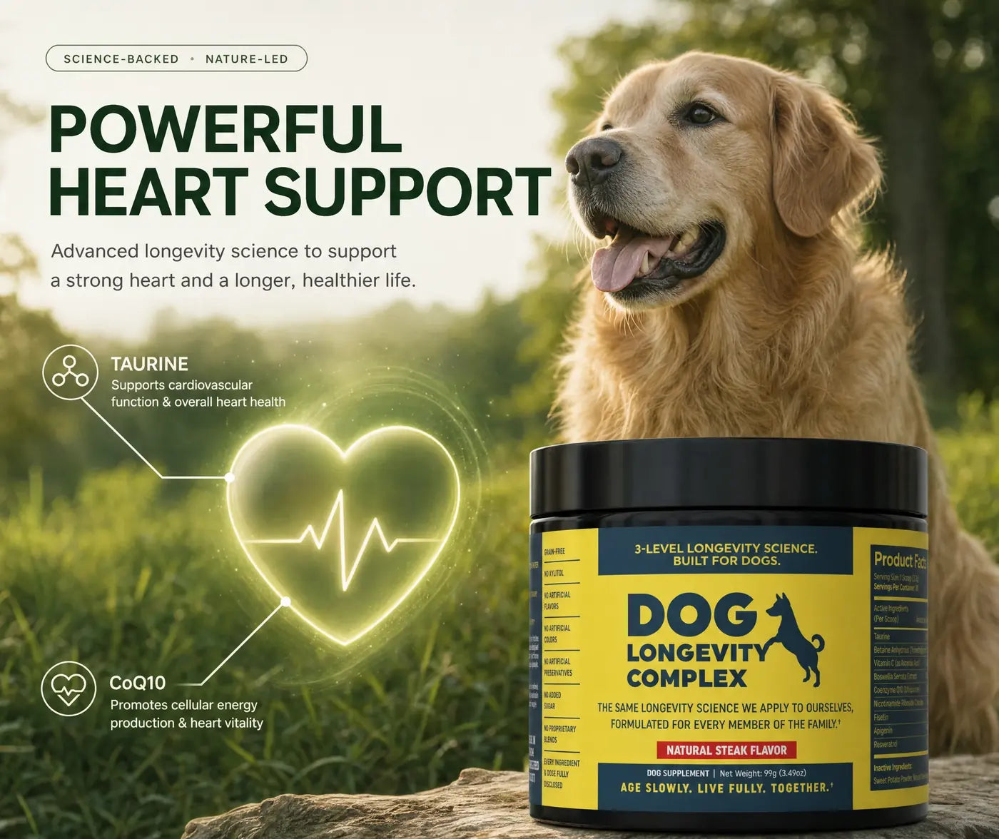 Golden retriever beside Dog Longevity Complex, with notes that taurine supports cardiovascular function and coenzyme Q10 supports cellular energy